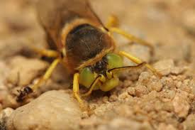 Attēlu rezultāti vaicājumam “Bembix rostrata”