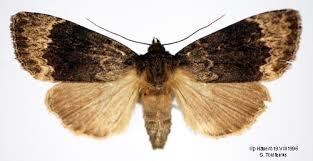 Attēlu rezultāti vaicājumam “Amphipyra perflua”