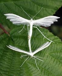 Attēlu rezultāti vaicājumam “Pterophorus pentadactyla”