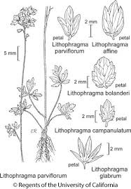 Attēlu rezultāti vaicājumam “Saxifraga cymbalaria fruit”