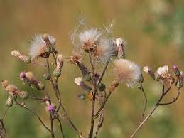 Attēlu rezultāti vaicājumam “Cirsium arvense flower”