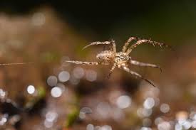 Attēlu rezultāti vaicājumam “Metellina merianae”