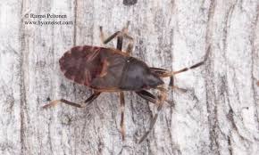 Attēlu rezultāti vaicājumam “Eremocoris plebejus”