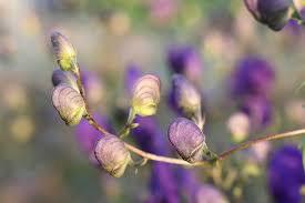 Image result for Aconitum napellus