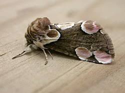 Attēlu rezultāti vaicājumam “Thyatira batis”