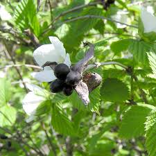 Attēlu rezultāti vaicājumam “Exochorda giraldii var. wilsonii”