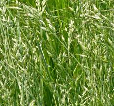 Attēlu rezultāti vaicājumam “Bromus hordeaceus subsp. hordaceus fruit”