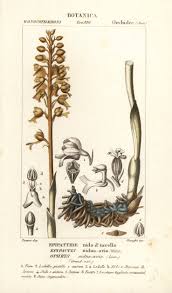 Attēlu rezultāti vaicājumam “Neottia nidus-avis”