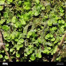 Attēlu rezultāti vaicājumam “Conocephalum salebrosum”