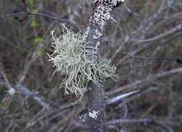 Attēlu rezultāti vaicājumam “Usnea hirta”