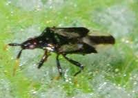 Attēlu rezultāti vaicājumam “Aphis confusa”