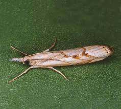 Attēlu rezultāti vaicājumam “Pediasia contaminella”