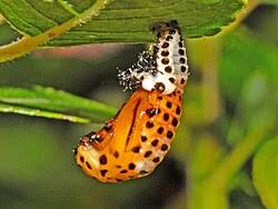 Attēlu rezultāti vaicājumam “Chrysomela populi”