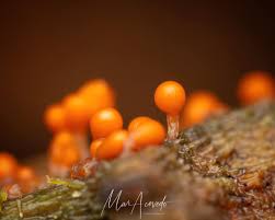 Attēlu rezultāti vaicājumam “Hemitrichia decipiens var. hemitrichoides spores”