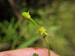 Attēlu rezultāti vaicājumam “Ranunculus flammula fruit”