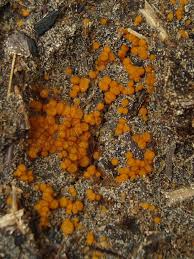 Attēlu rezultāti vaicājumam “Cheilymenia stercorea”