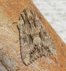 Attēlu rezultāti vaicājumam “Apamea monoglypha”