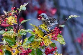 Attēlu rezultāti vaicājumam “Sorbus intermedia fruit”