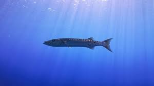 Image result for Sphyraena barracuda