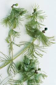 Attēlu rezultāti vaicājumam “Myriophyllum alterniflorum”