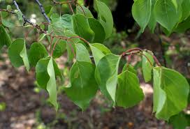 Attēlu rezultāti vaicājumam “Prunus armeniaca leaf”