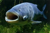 Image result for Hypophthalmichthys nobilis