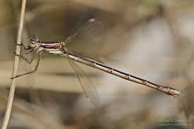 Attēlu rezultāti vaicājumam “Lestes virens female”