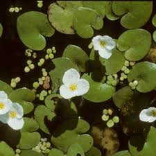 Attēlu rezultāti vaicājumam “Hydrocharis morsus-ranae flower”