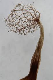 Attēlu rezultāti vaicājumam “Licea minima spores”