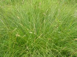 Attēlu rezultāti vaicājumam “Carex appropinquata”