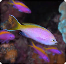 Attēlu rezultāti vaicājumam “Sacchiphantes abietis exuvia”