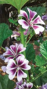 Image result for Malva sylvestris 'Zebrina'