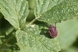 Attēlu rezultāti vaicājumam “Graphosoma lineatum imago”