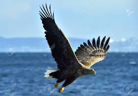 Attēlu rezultāti vaicājumam “Haliaeetus albicilla adult”