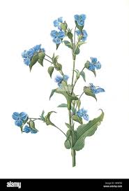 Attēlu rezultāti vaicājumam “Commelina coelestis”