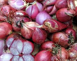 Attēlu rezultāti vaicājumam “Allium cepa”