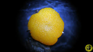 Attēlu rezultāti vaicājumam “Miladina lecithina”