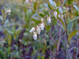 Attēlu rezultāti vaicājumam “Chamaedaphne calyculata flower”