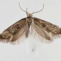 Attēlu rezultāti vaicājumam “Denisia similella”