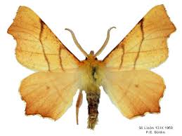 Attēlu rezultāti vaicājumam “Ennomos erosaria”