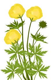 Attēlu rezultāti vaicājumam “Trollius europaeus fruit”