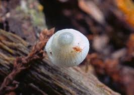 Attēlu rezultāti vaicājumam “Mycena amicta”