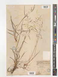 Attēlu rezultāti vaicājumam “Puccinellia distans”