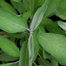 Image result for Salvia officinalis