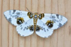 Attēlu rezultāti vaicājumam “Abraxas sylvata larva”