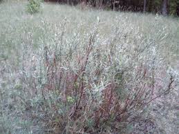 Attēlu rezultāti vaicājumam “Salix repens subsp. rosmarinifolia flower”