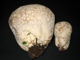 Attēlu rezultāti vaicājumam “Calvatia utriformis”