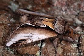 Attēlu rezultāti vaicājumam “Pheosia tremula”