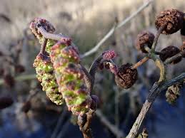 Attēlu rezultāti vaicājumam “Alnus incana female flower”