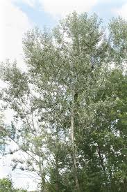 Attēlu rezultāti vaicājumam “Populus alba”